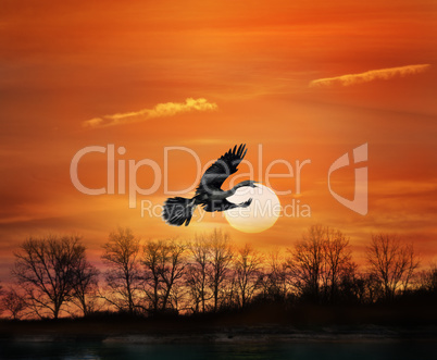 bird at sunset