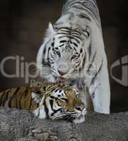 white change brown tigers