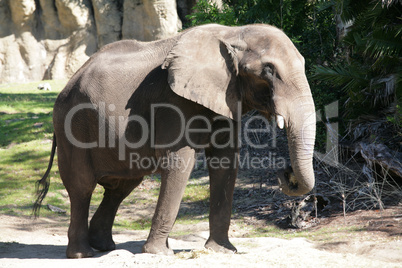 Huge male African elephant walking around