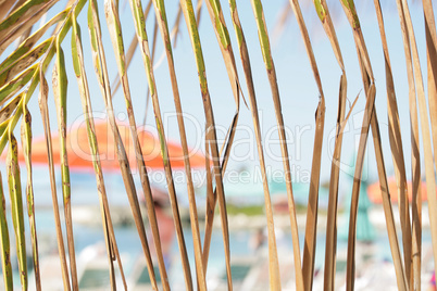 Watching the summer behind a palm leaves
