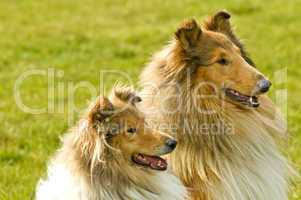 Amerikanische Collies