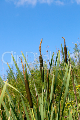 cattails and reeds
