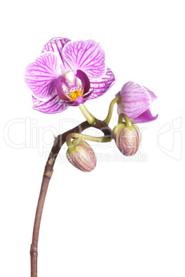 purple orchid