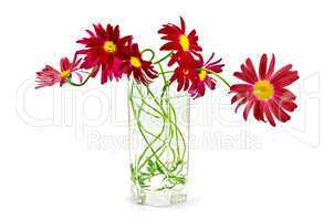 Feverfew crimson in a glass