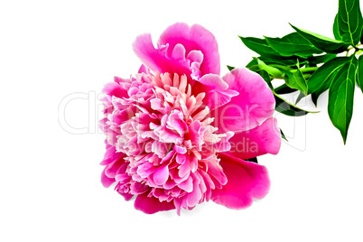 Peony pink with green leaves