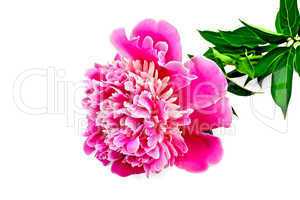 Peony pink with green leaves