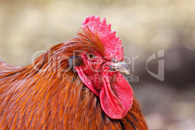 Colorful big rooster chicken animal