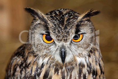 Eurasian owl eagle very close up, detail face