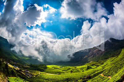 Tea plantations in India