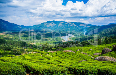 Tea plantations in India