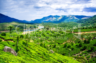 Tea plantations in India