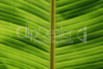 tropical leaf close-up