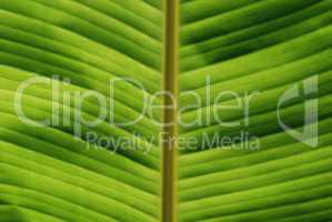 tropical leaf close-up