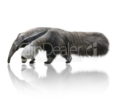 Giant Anteater