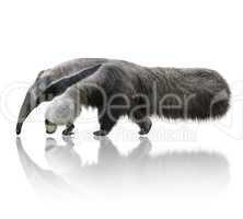 Giant Anteater