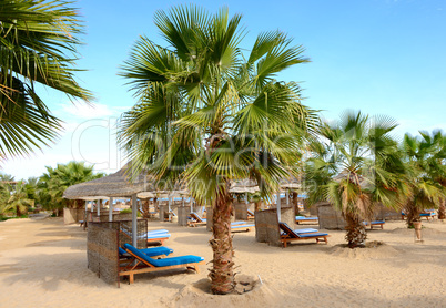 Palm tree on the beach at luxury hotel, Hurghada, Egypt