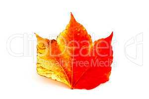 Laubblatt im Herbst, Autumn leaf