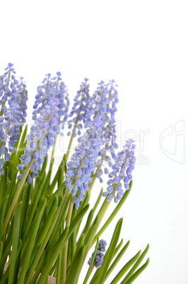 Muscari on white