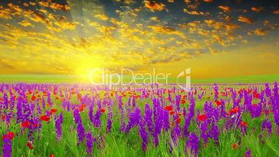 field of spring flowers at sunset