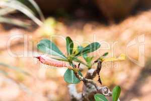 Azalea flowers bud