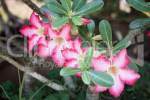 Azalea flowers