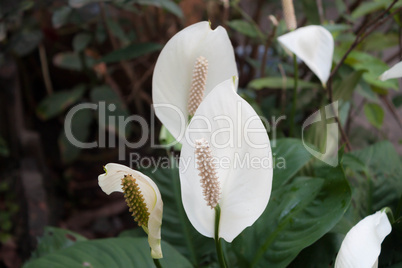 Beautiful white spathiphyllum flower(Peace Lily)