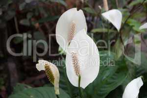 Beautiful white spathiphyllum flower(Peace Lily)