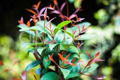 Christina or Syzygium campanulatum leaves