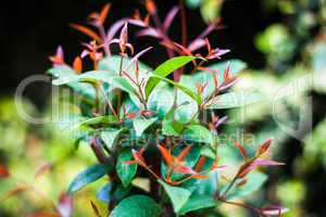 Christina or Syzygium campanulatum leaves