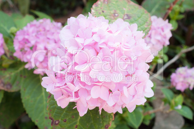 Pink hydrangea