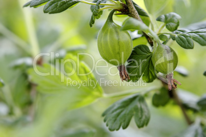 Frische Stachelbeeren aus biologischem Anbau