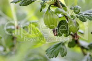 Frische Stachelbeeren aus biologischem Anbau