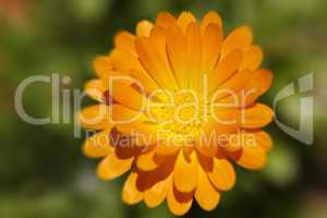 Blüten Nahaufnahme - Orange
