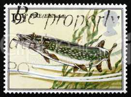 postage stamp gb 1983 pike fish