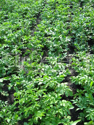 Kitchen garden of the ascended potato