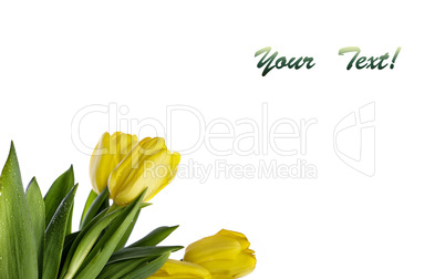 Gelbe Tulpen mit Wassertropfen