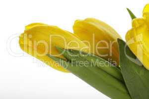Gelbe Tulpen mit Wassertropfen