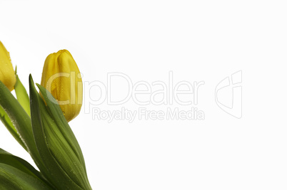 Gelbe Tulpen mit Wassertropfen Gelbe Tulpen mit Wassertropfen