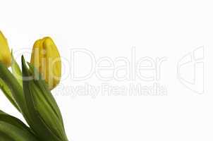 Gelbe Tulpen mit Wassertropfen
