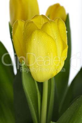 Gelbe Tulpen mit Wassertropfen