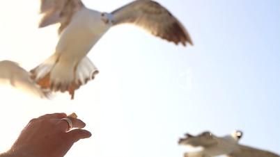 Seagulls feeding by hand