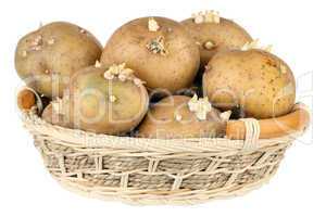 Potatoes with sprouts