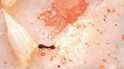 An ant pulling apart the seed
