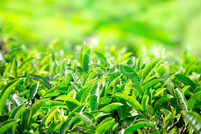 Tea plantations in India