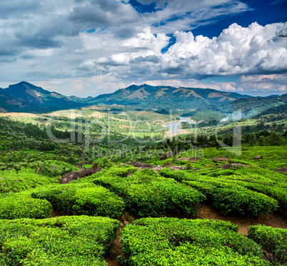 Tea plantations in India