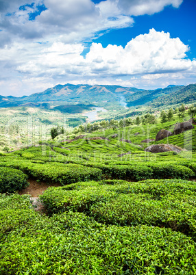 Tea plantations in India