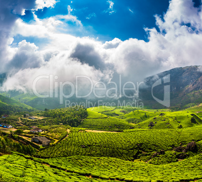 Tea plantations in India