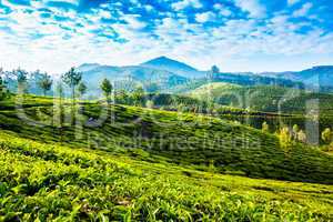 Tea plantations in India