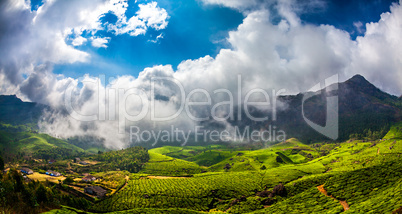 Tea plantations in India