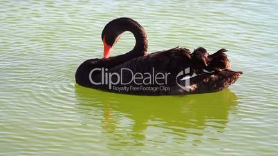 Swan floating and cleaning